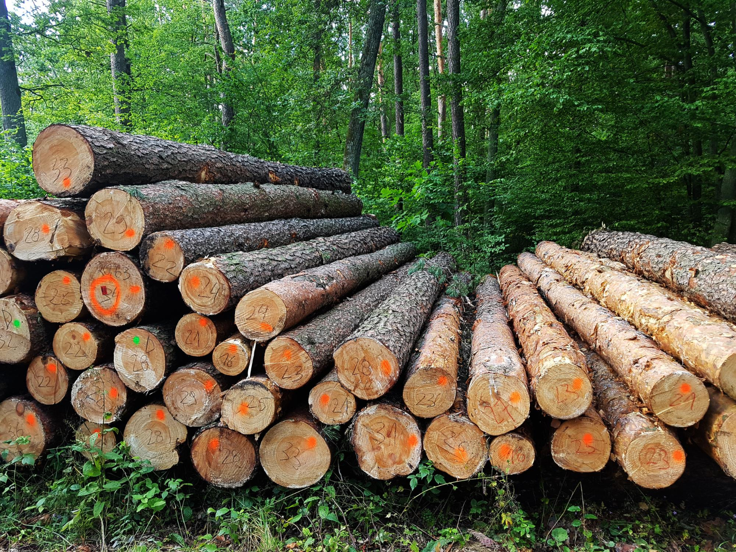 Des arbres coupés dont certains sont notés et tracés pour faciliter la gestion durable