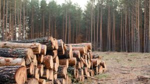 Gestion forestière en Europe : comment les professionnels assurent-ils le suivi des ressources en bois ?